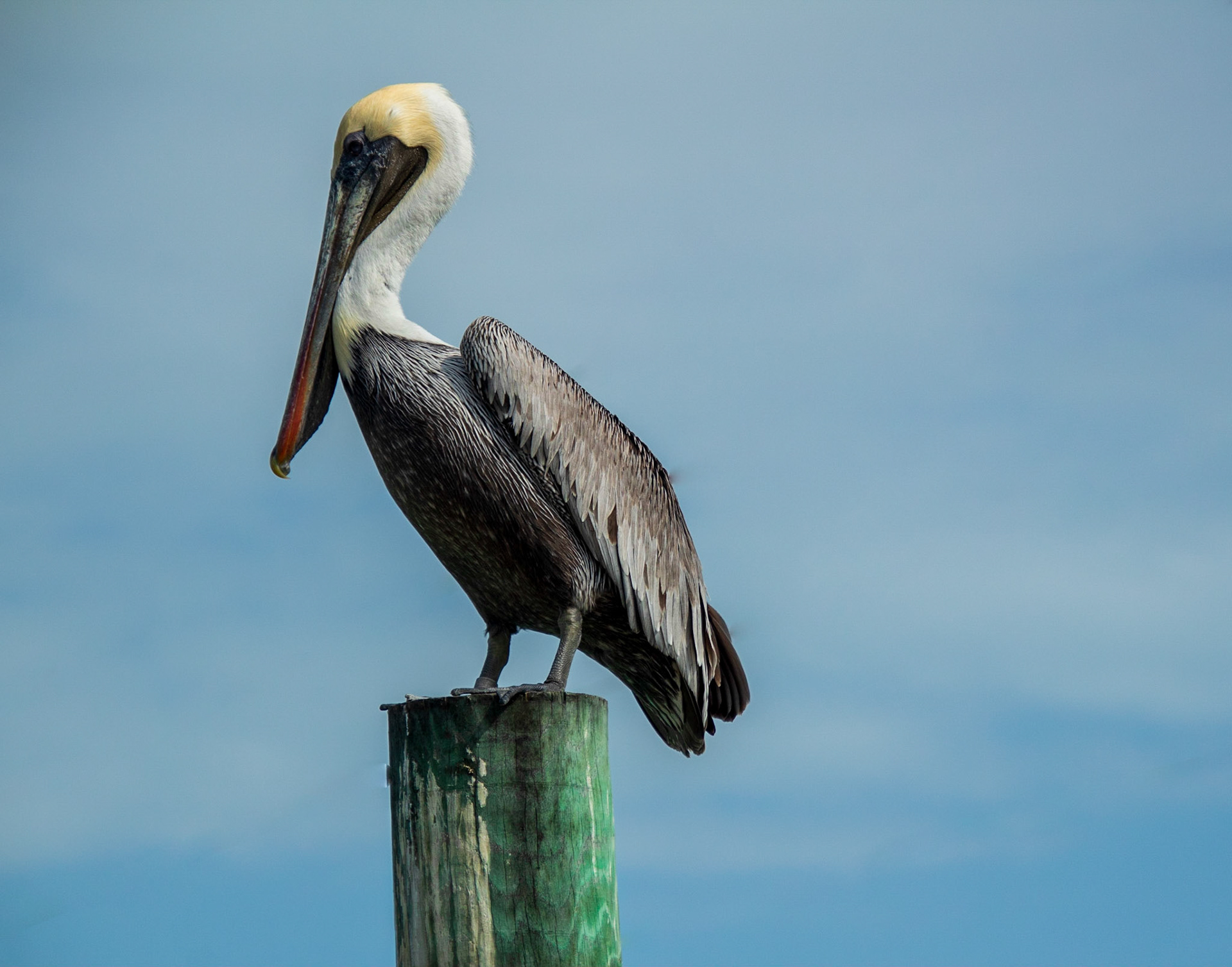Pelican on Post Florida Keys
