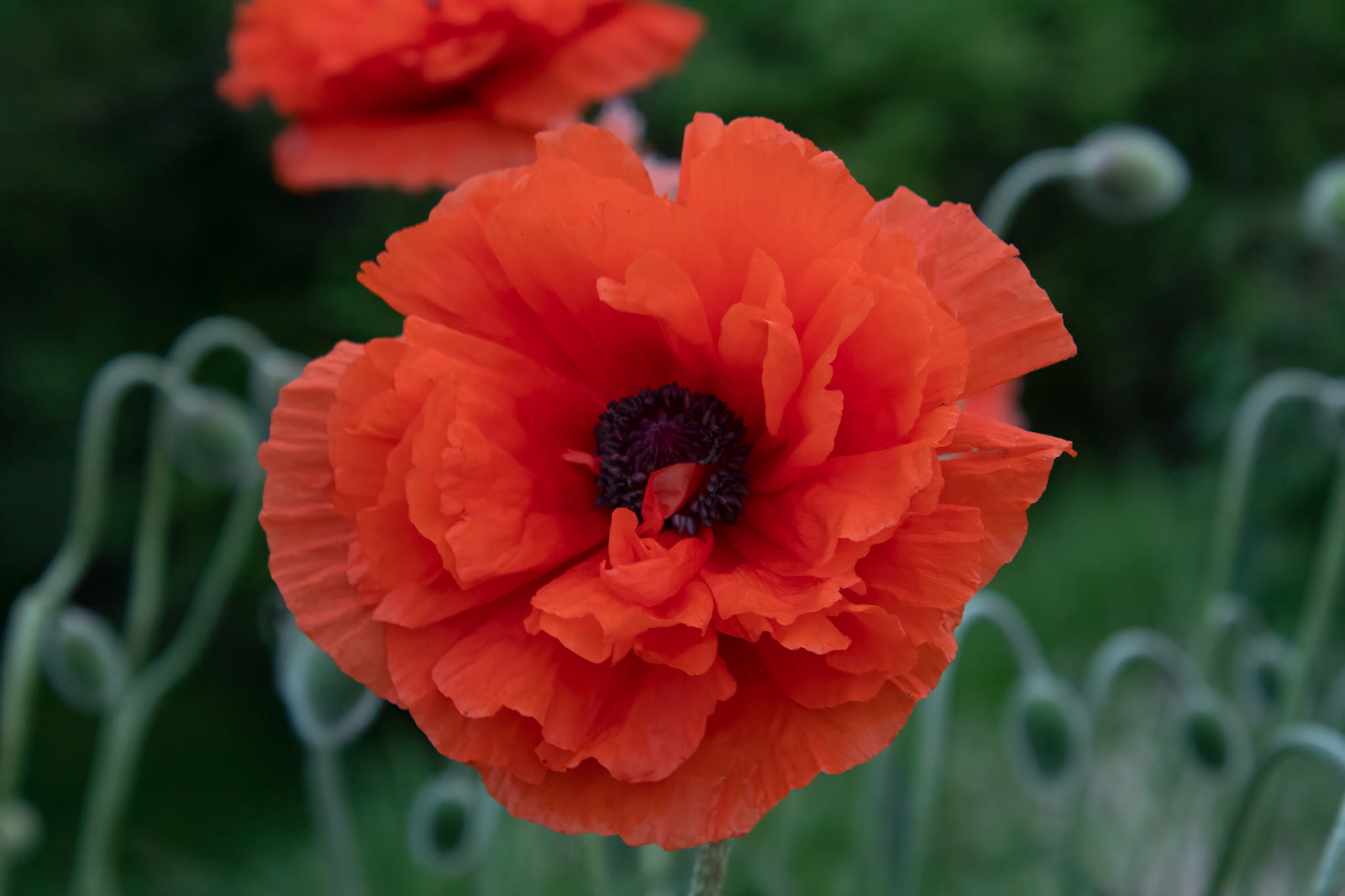Poppy