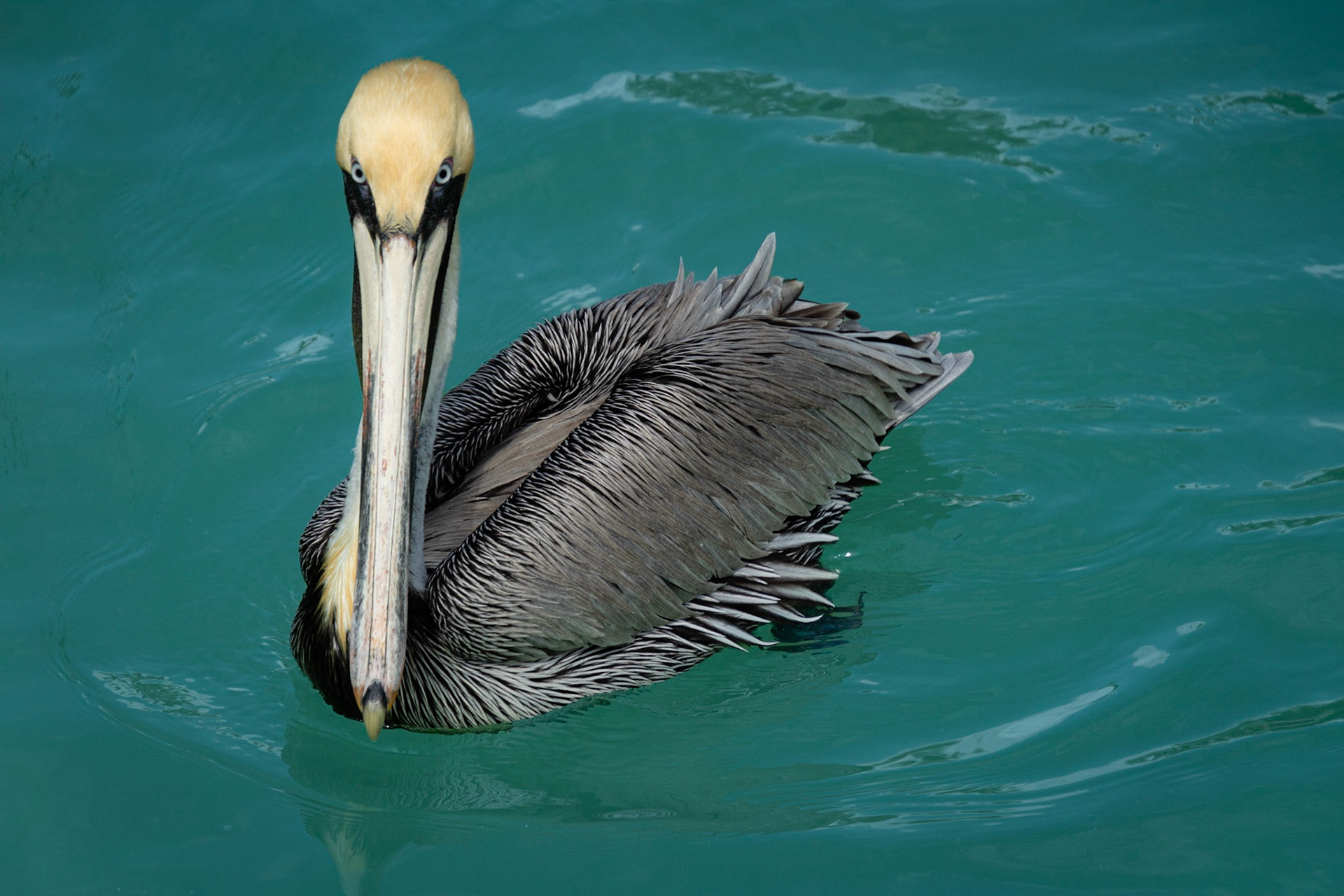 Pelican Florida Keys