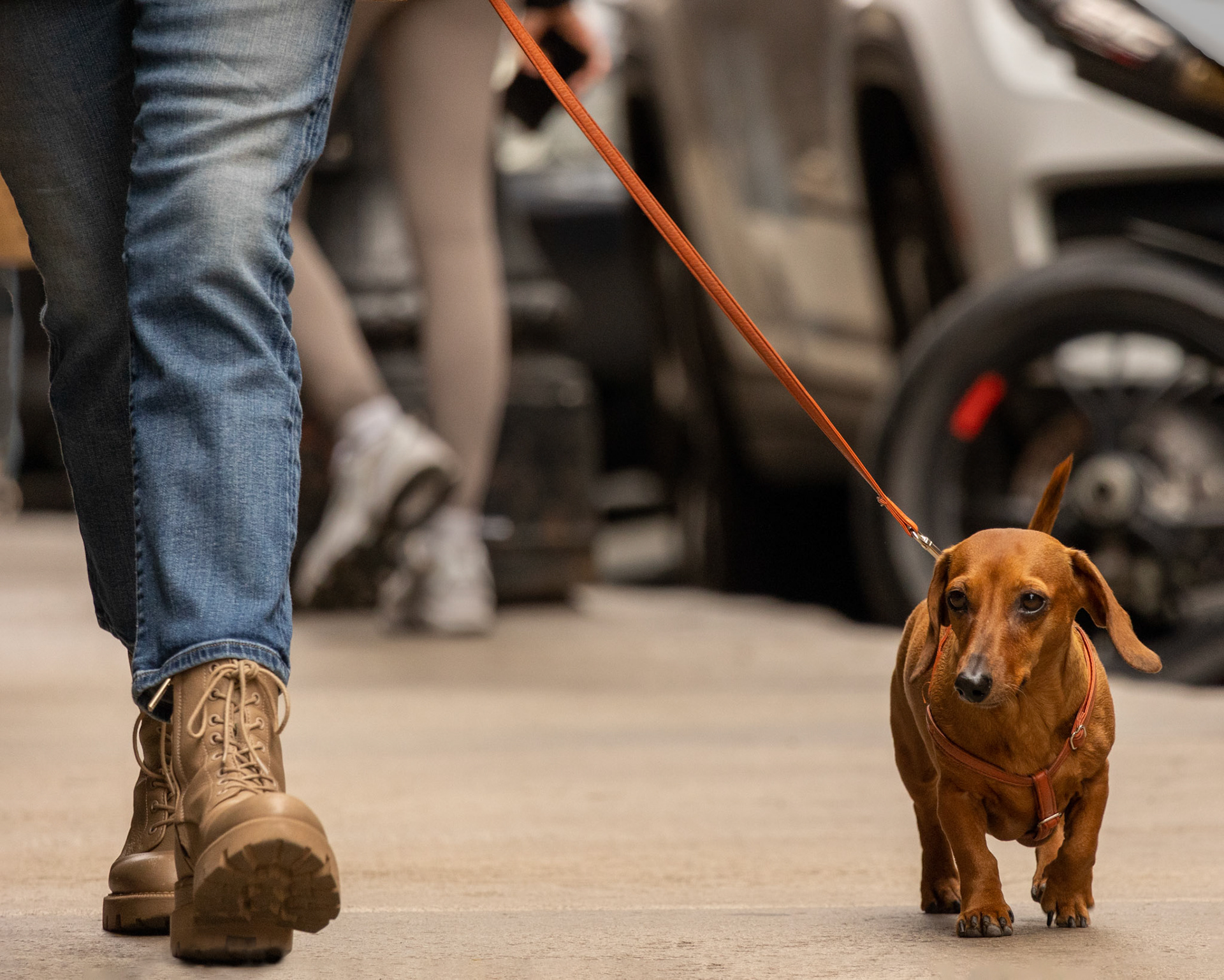 the dachshund