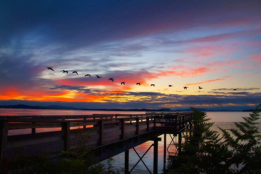 Canada geese dock BC Canada