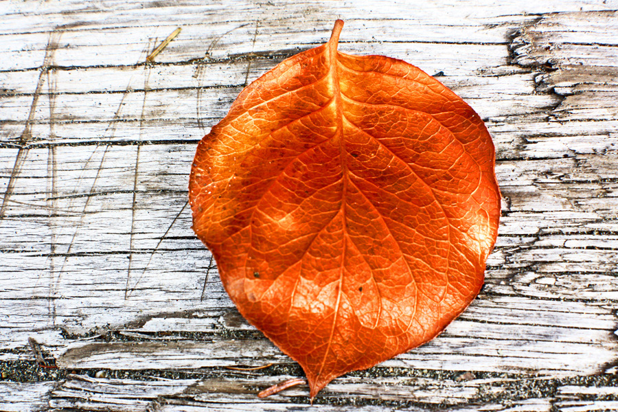 photographer Victoria BC leaf log