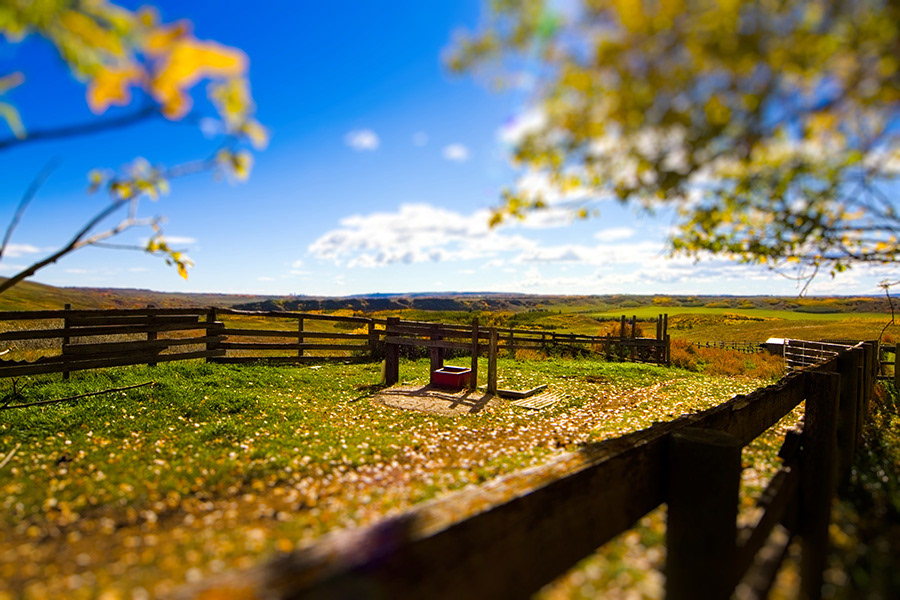 horse corral west Calgary