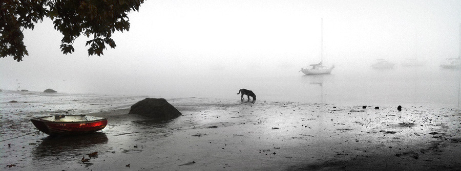 fog Cadboro Bay dog beach