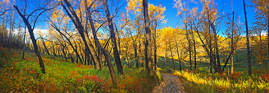 fall trees walking trail