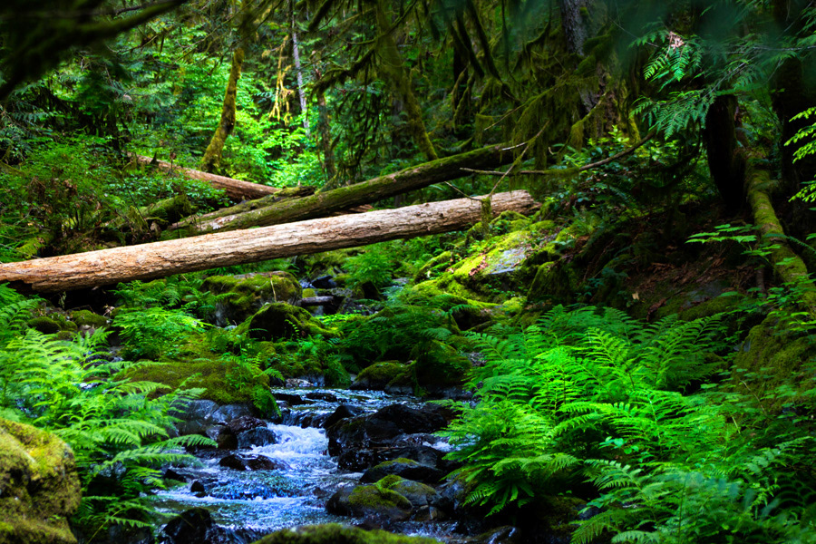 Goldstream Park Victoria BC photo