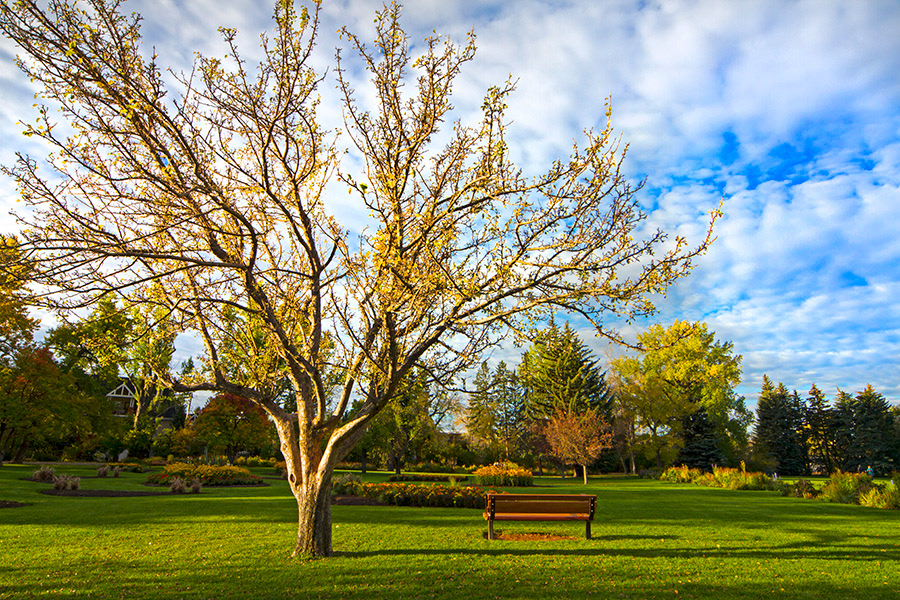 Riley Park NW Calgary