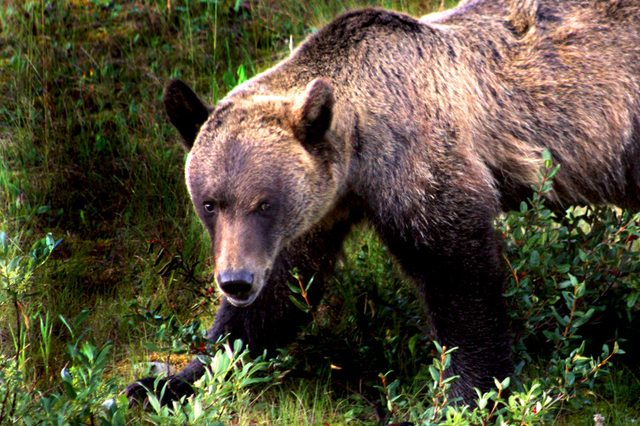 grizzly bear photo Banff