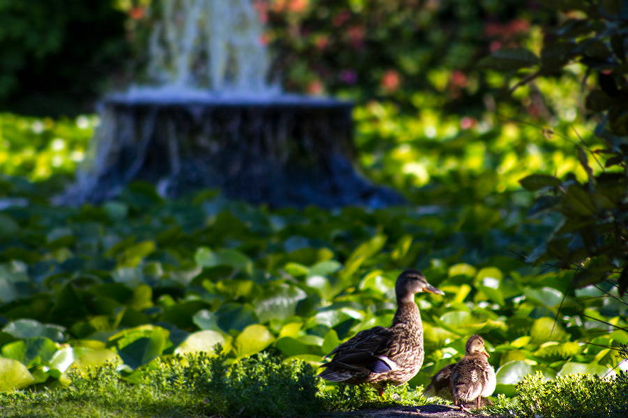 ducks Beacon Hill Park Victoria BC