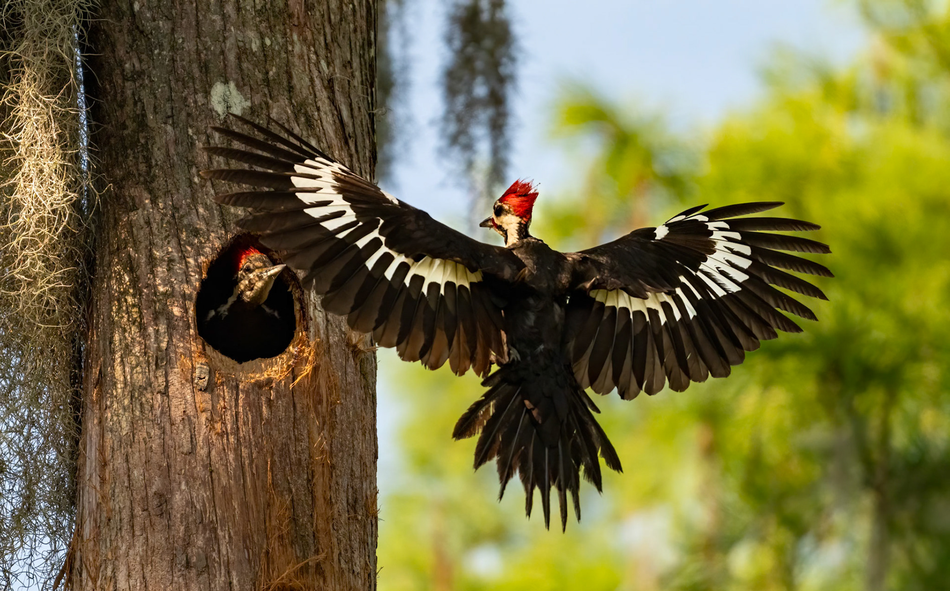 Pileated Louisiana Landing