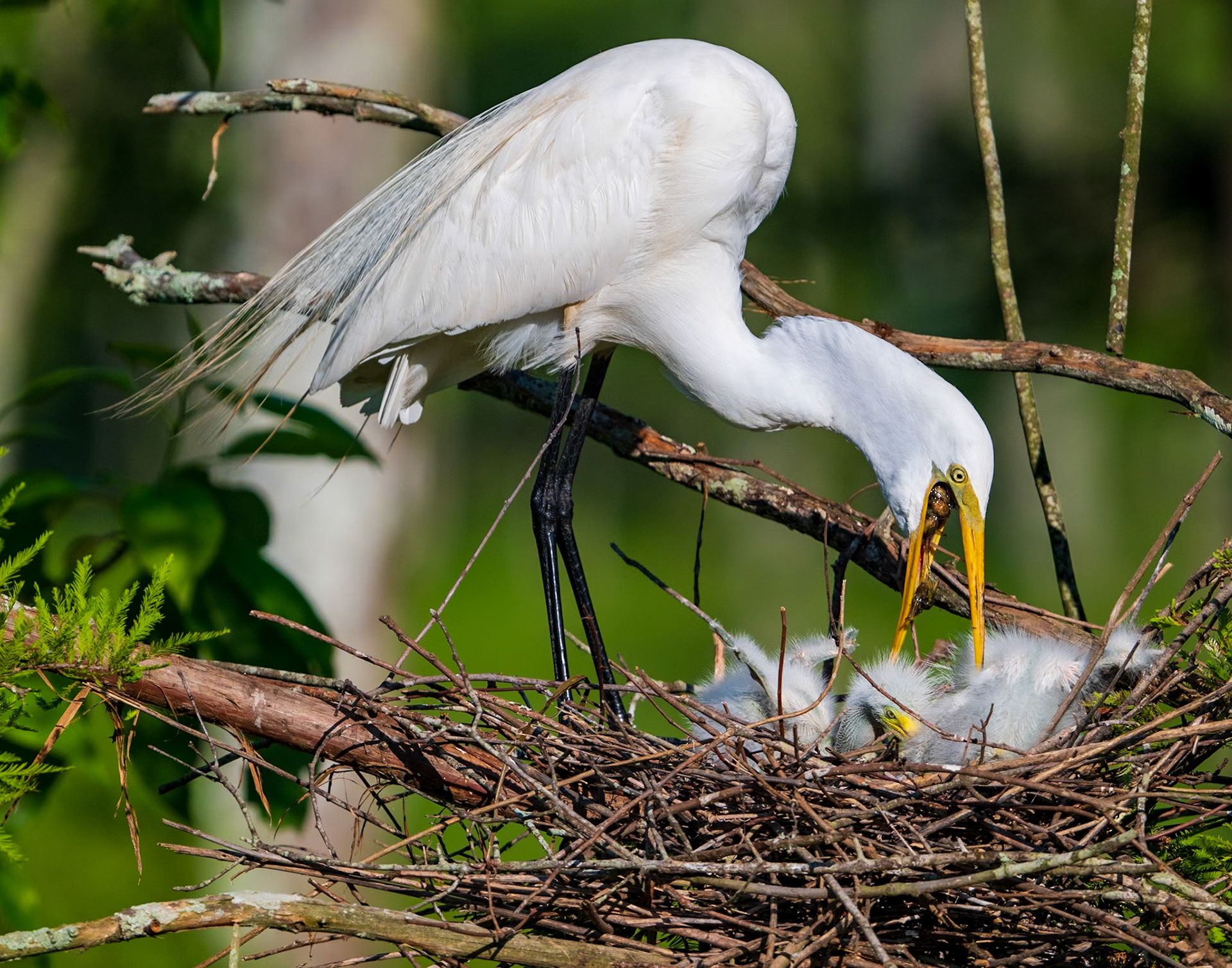 Great Egret serving Crayfish