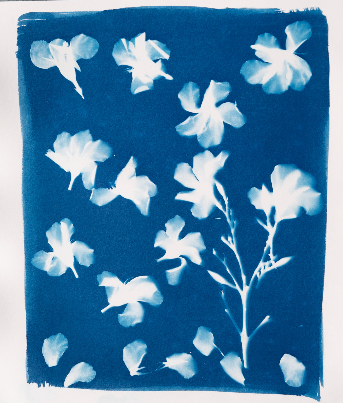 GALLANT LENS - Anna Gallant Carter - Alt Process: Cyanotypes