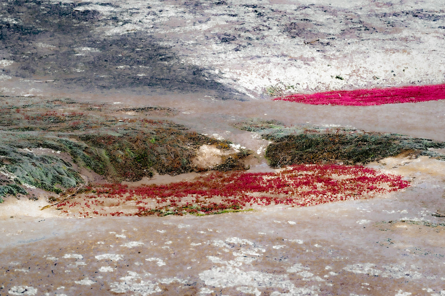 Small's Stonecrop Vernal Pond