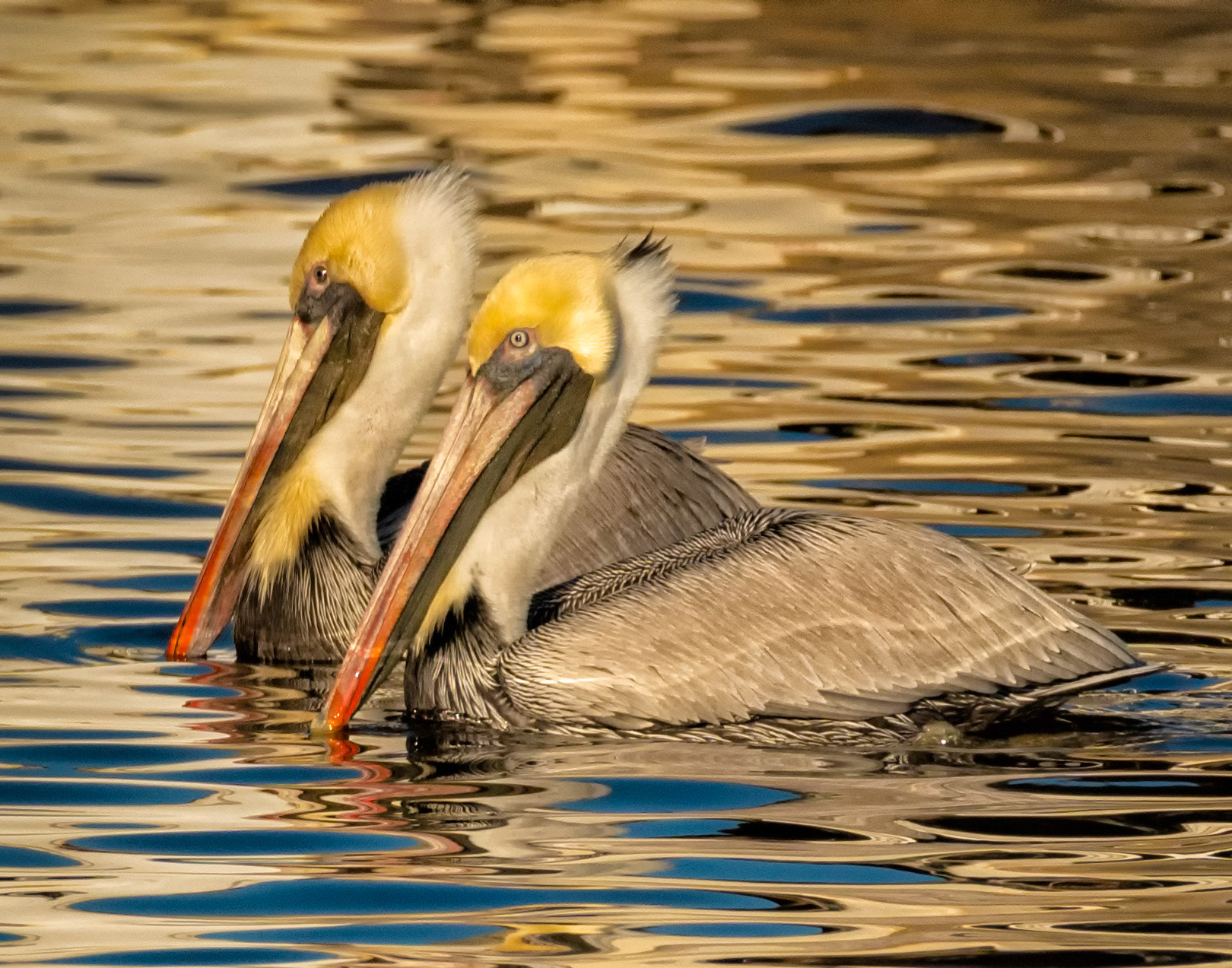 Pelicans of Engelhard