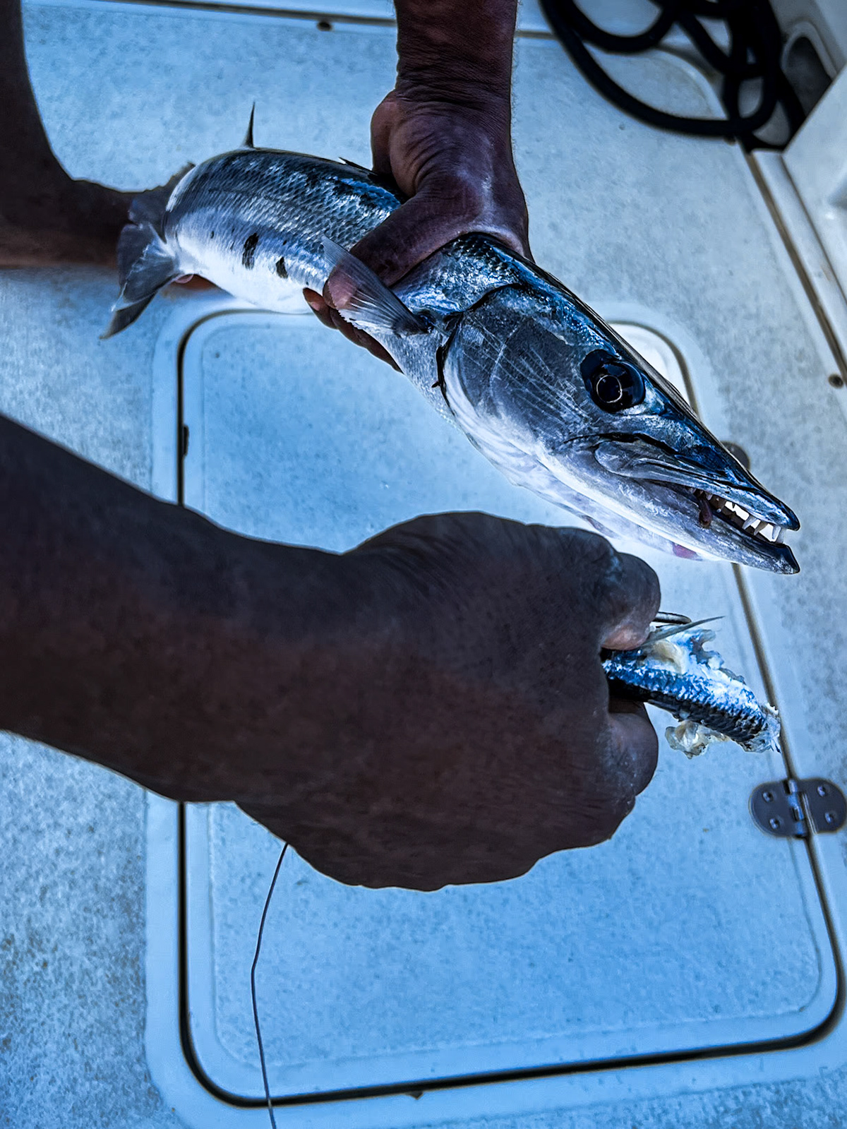 Anna's first baracuda
