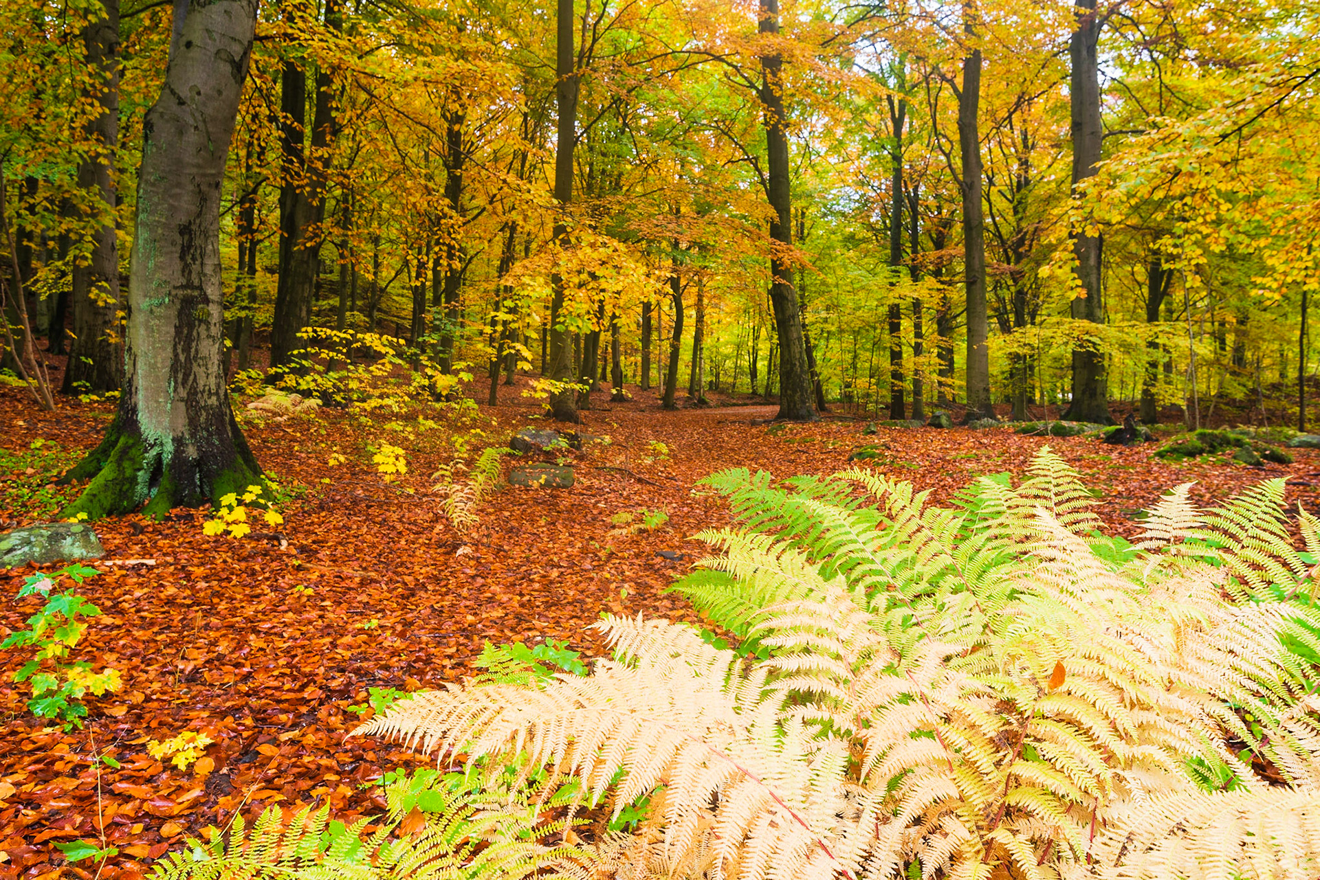 Ferns in autumn forest, Svejserdalen, Mölndal, Sweden, Europe