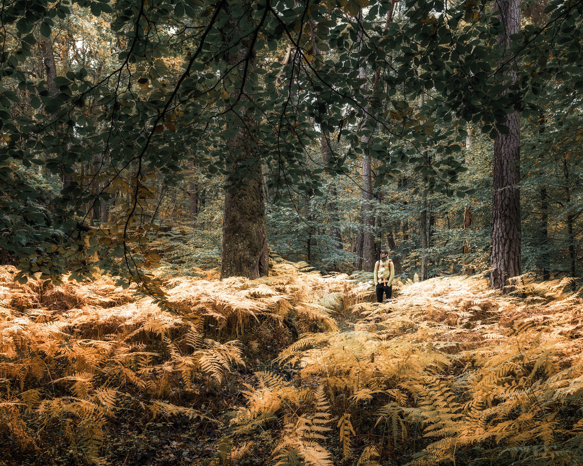9 October 2018. Särö Västerskog, Halland, Sweden.