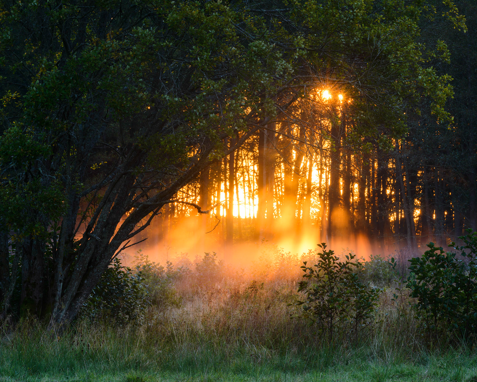 Sunlight streaming through a dense, misty forest