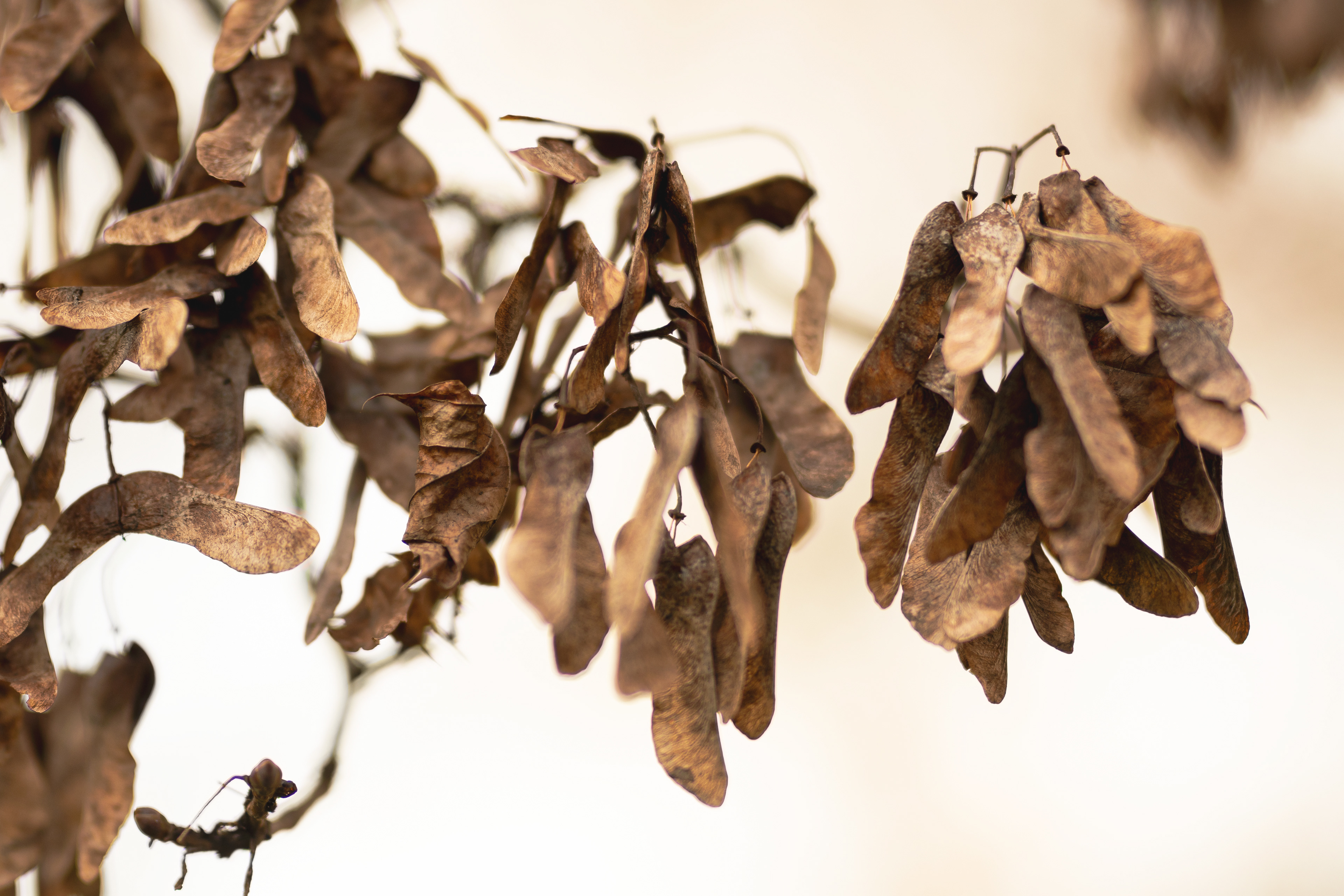 Close-up [Autunno - 2020]