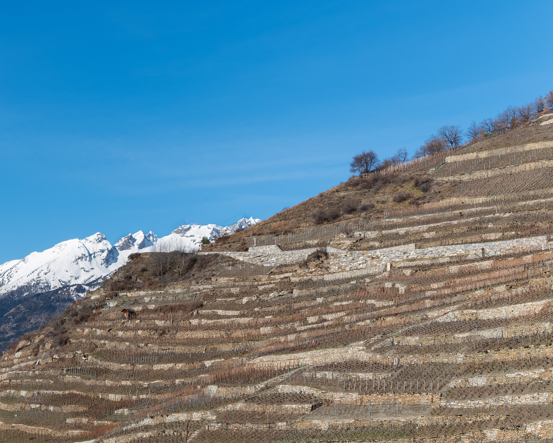 Vigneti sui pendii di Visperterminen [Valais CH | Reportage]