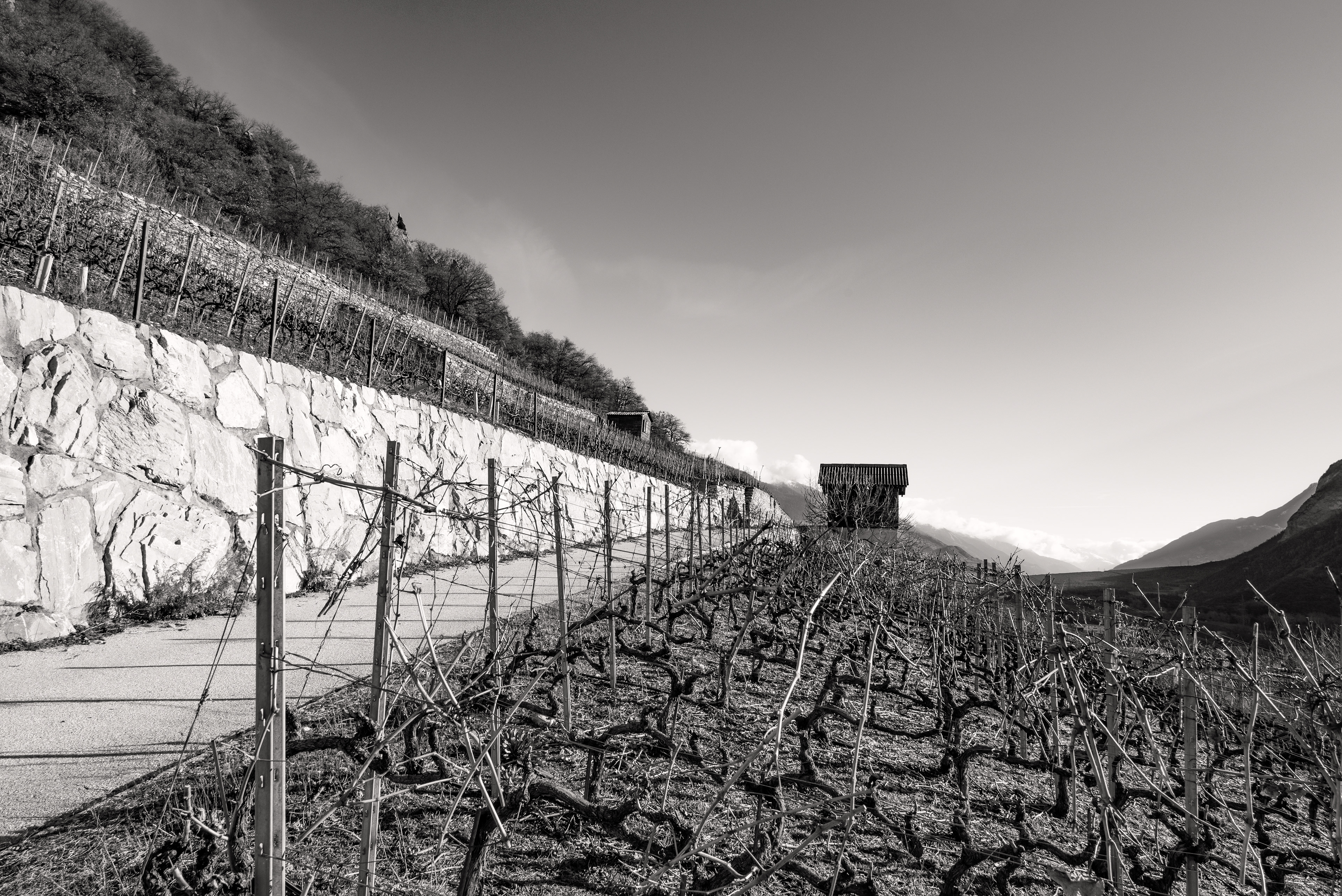 Vigne sui pendii di Sierre [Valais CH | Reportage]