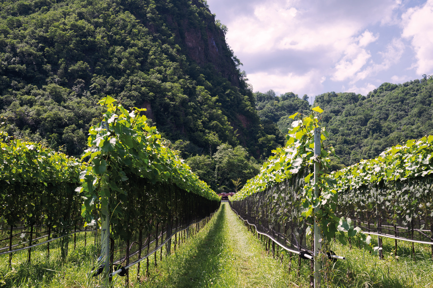 VIGNETO_VERSUCHSZENTRUM_LAIMBURG_BZ [2024]