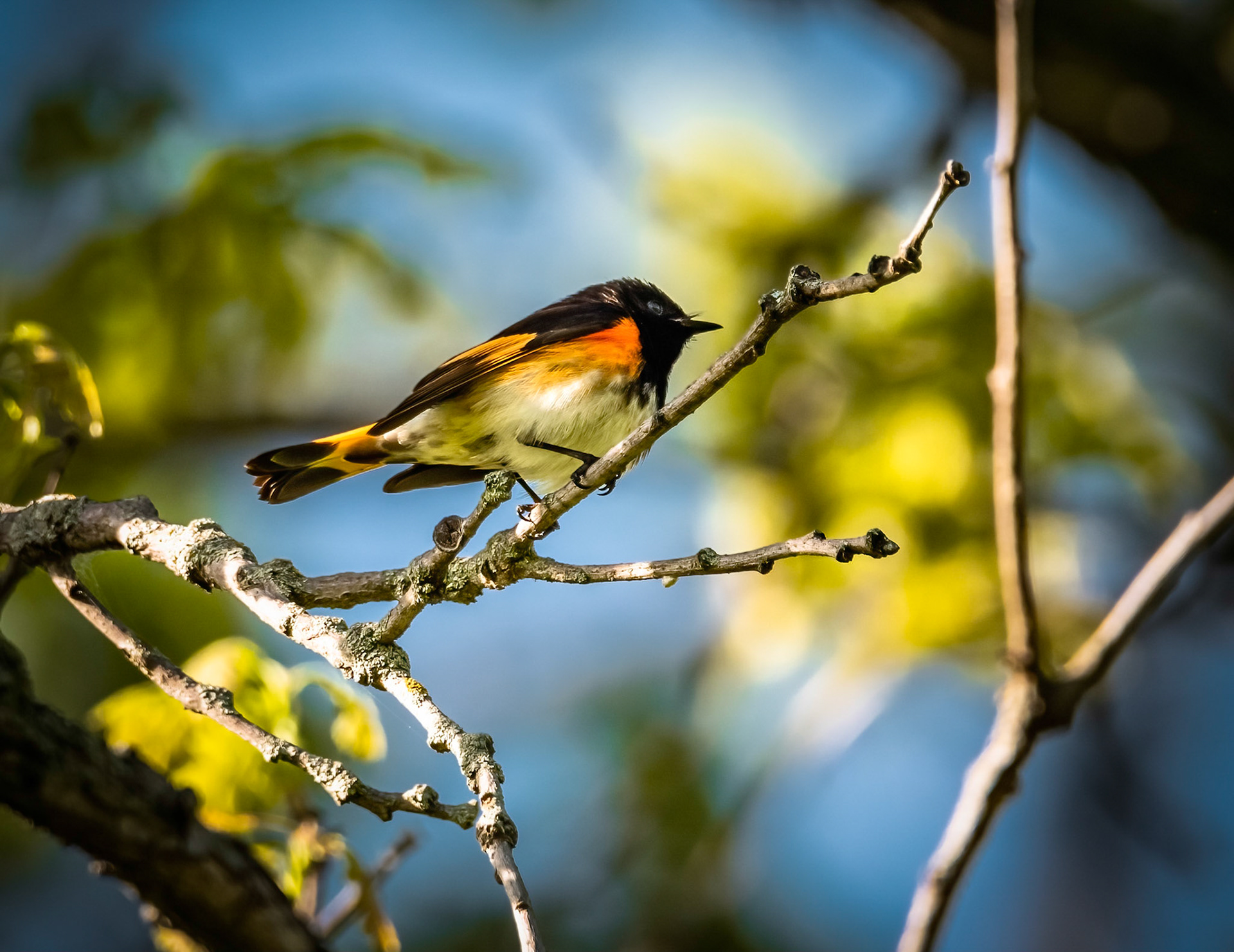 An American Restart Warbler sits on a tree branch.