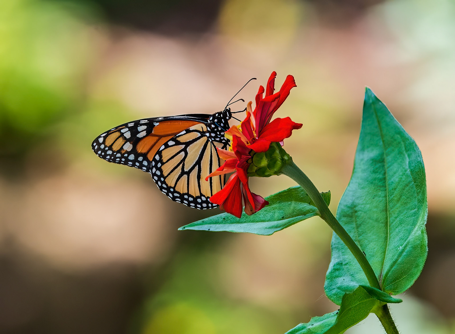 Monarch on Flower