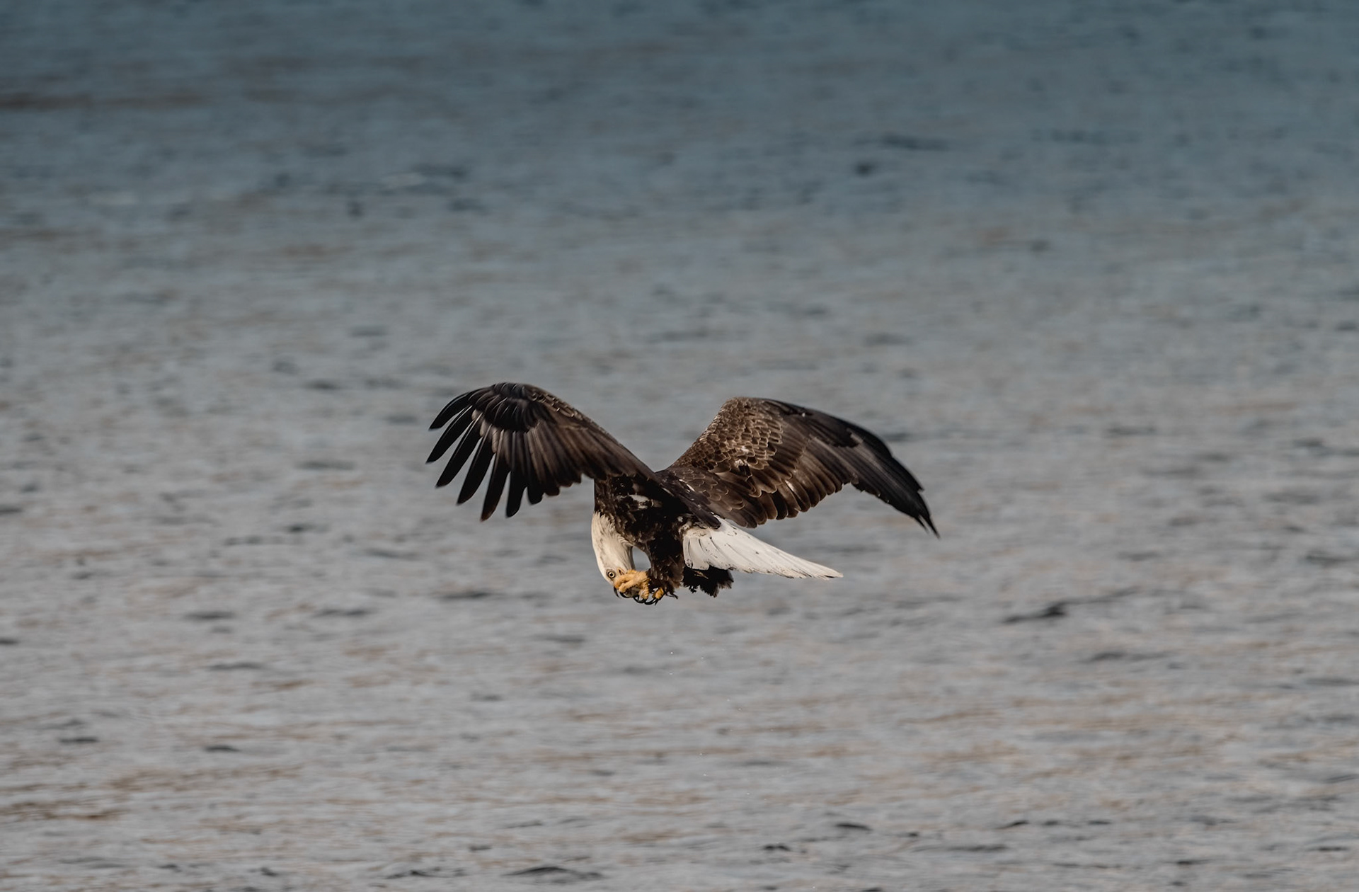 A bald eagle feasts on it's capture while in flight.