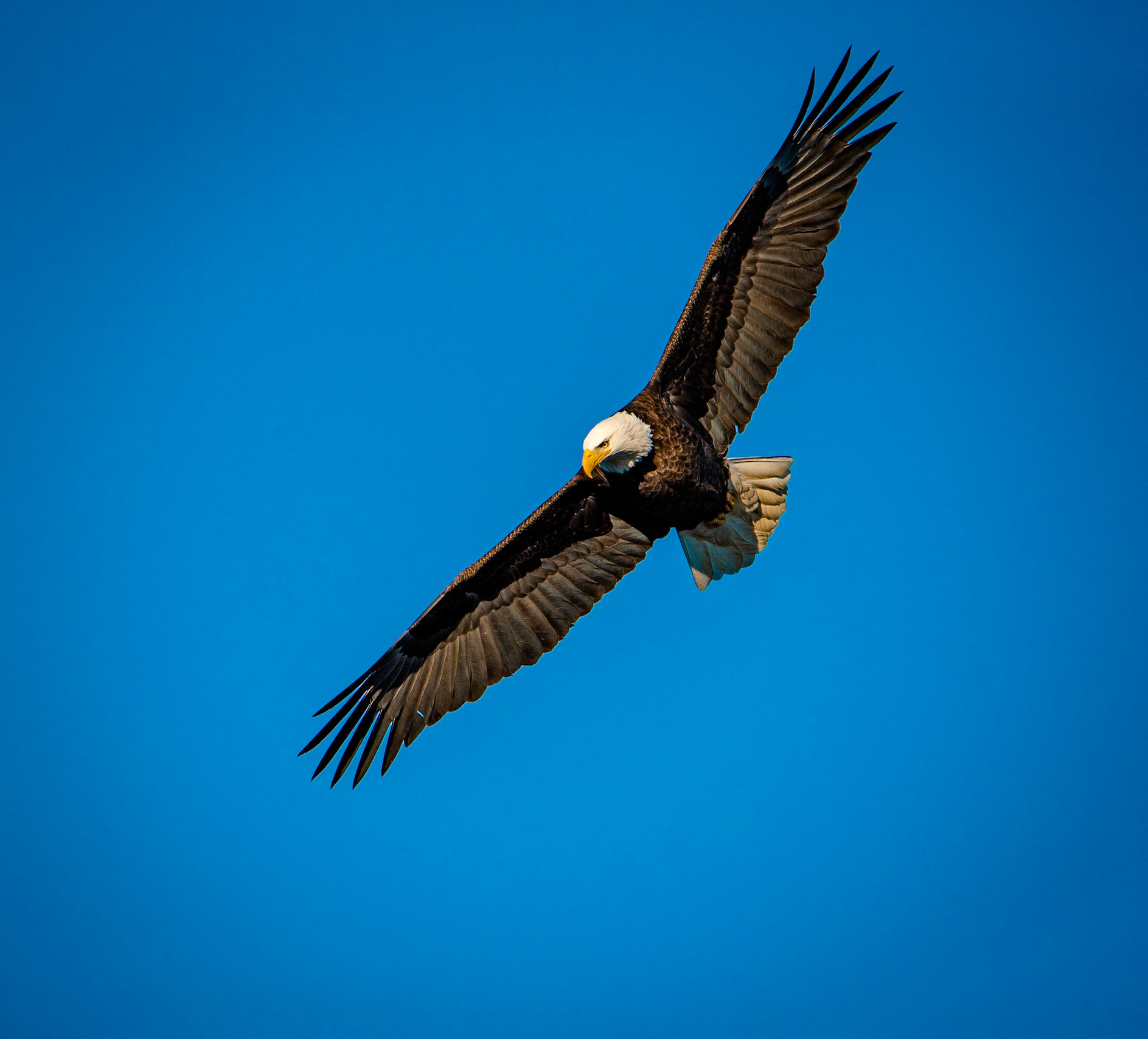 A Bald Eagle in flight over a river as it looks for it's next snack.