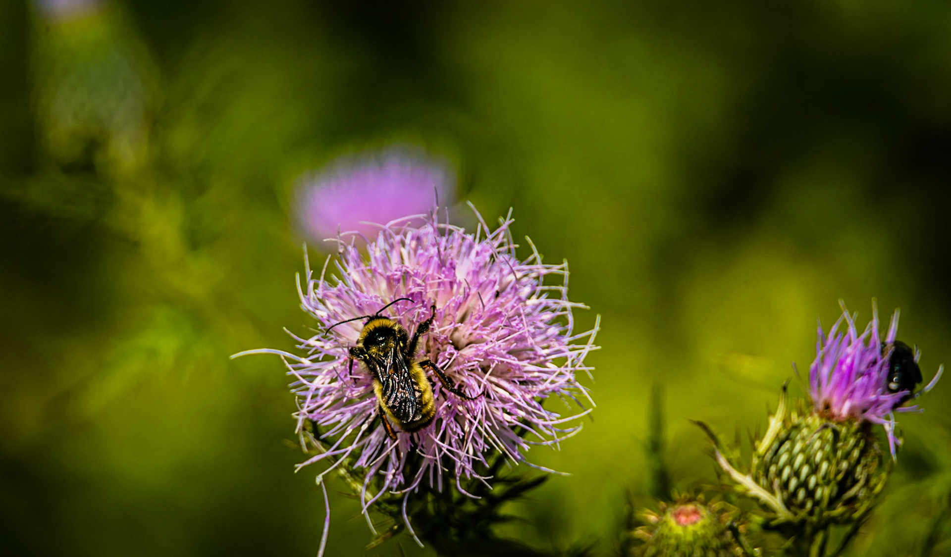 A bee lands on a thistle flower.
