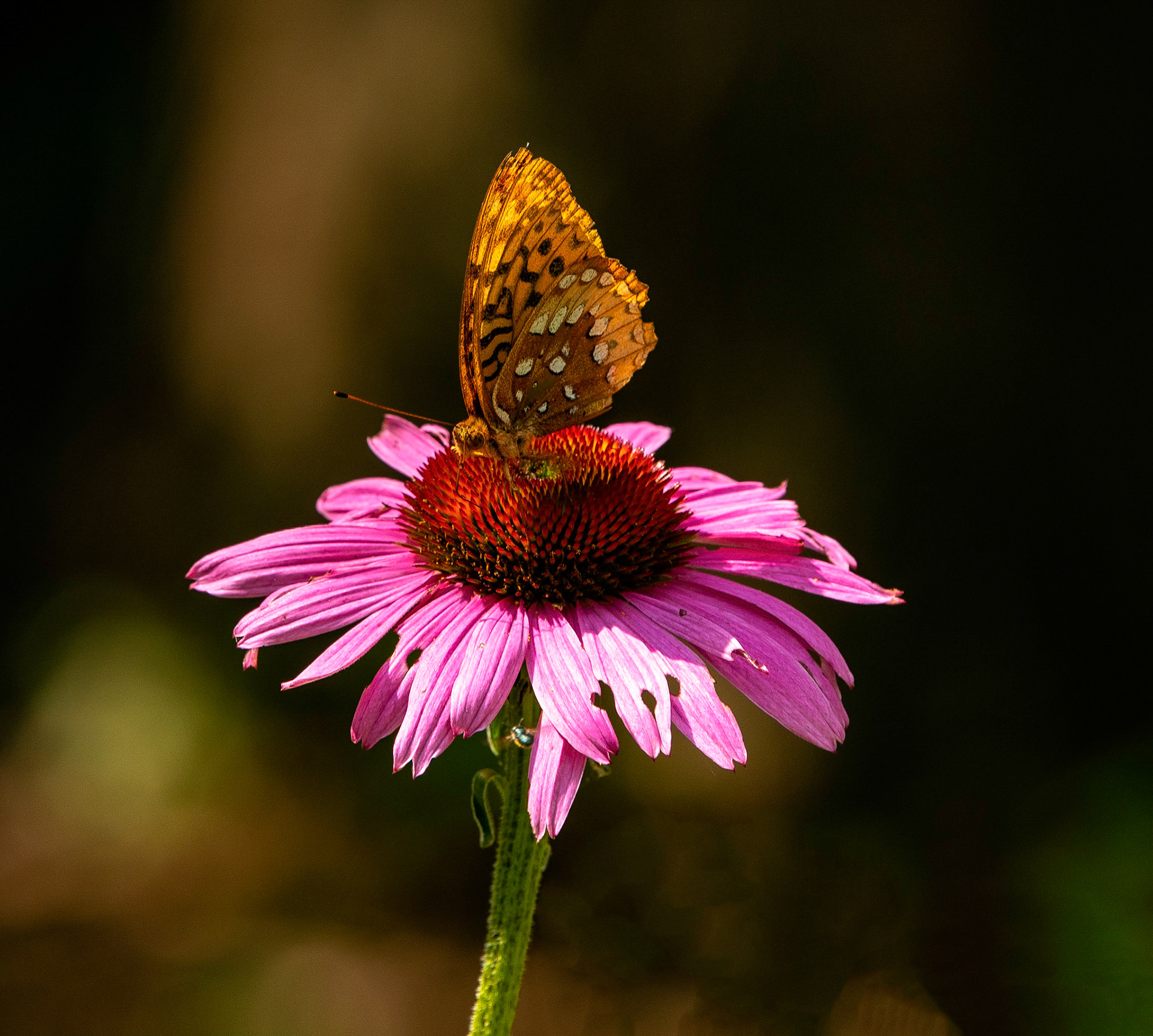 Atlantis Fritillary Butterfly