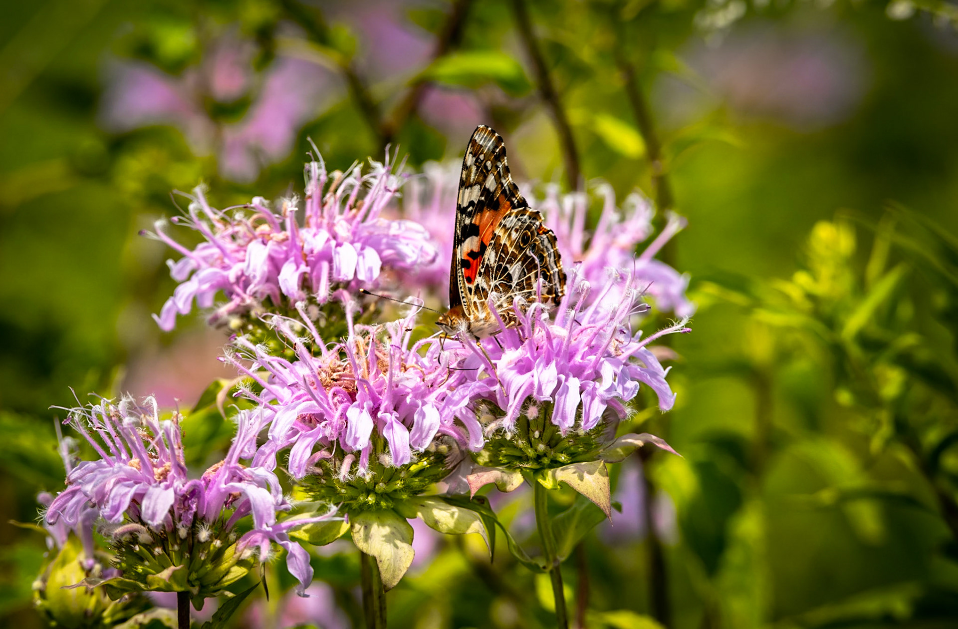 A Painted Lady Butterly sits on a thistle flower at the Neal Smith Wildlife Refuge in Iowa.