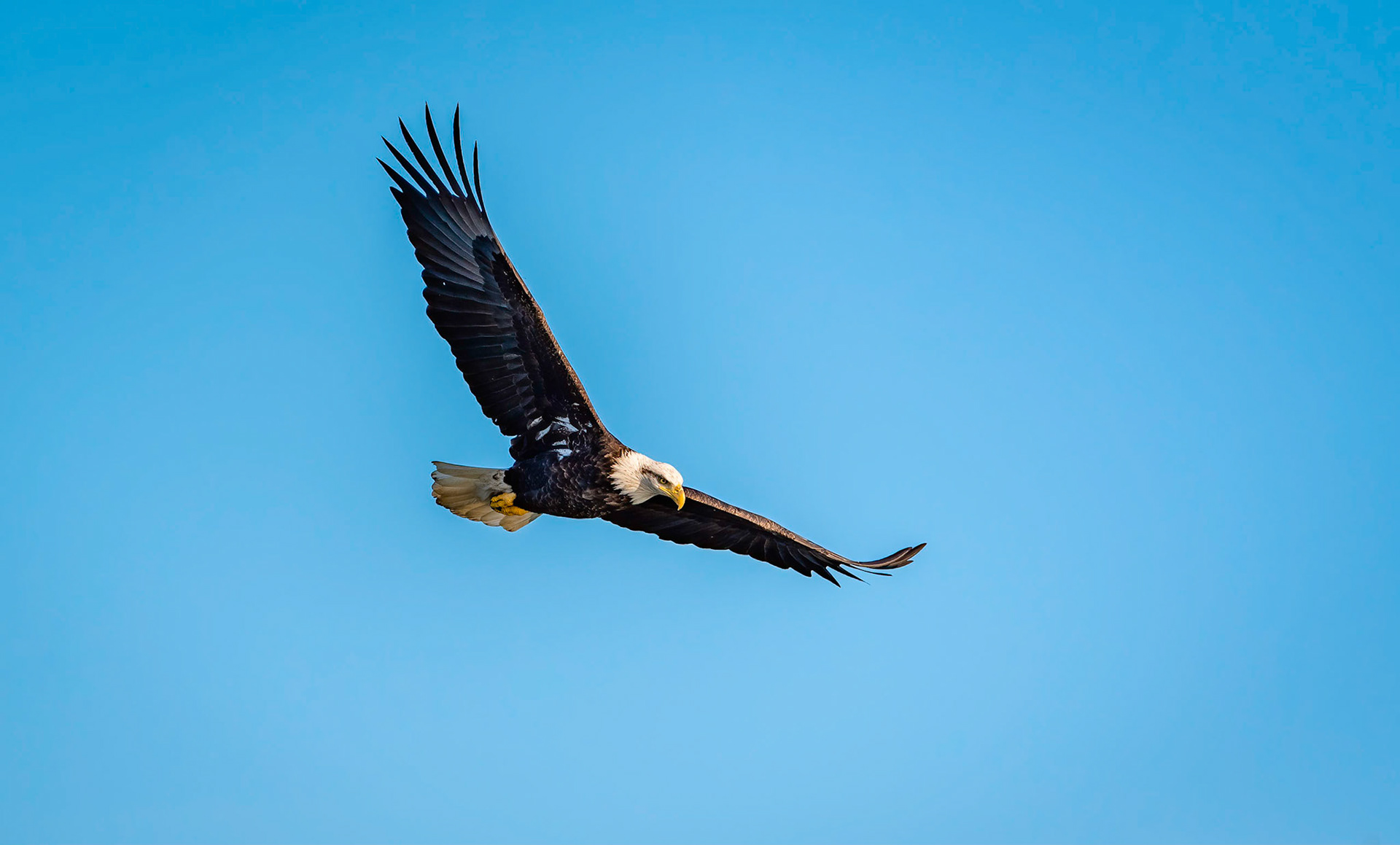 A Bald Eagle in flight while looking at a river for its next meal.