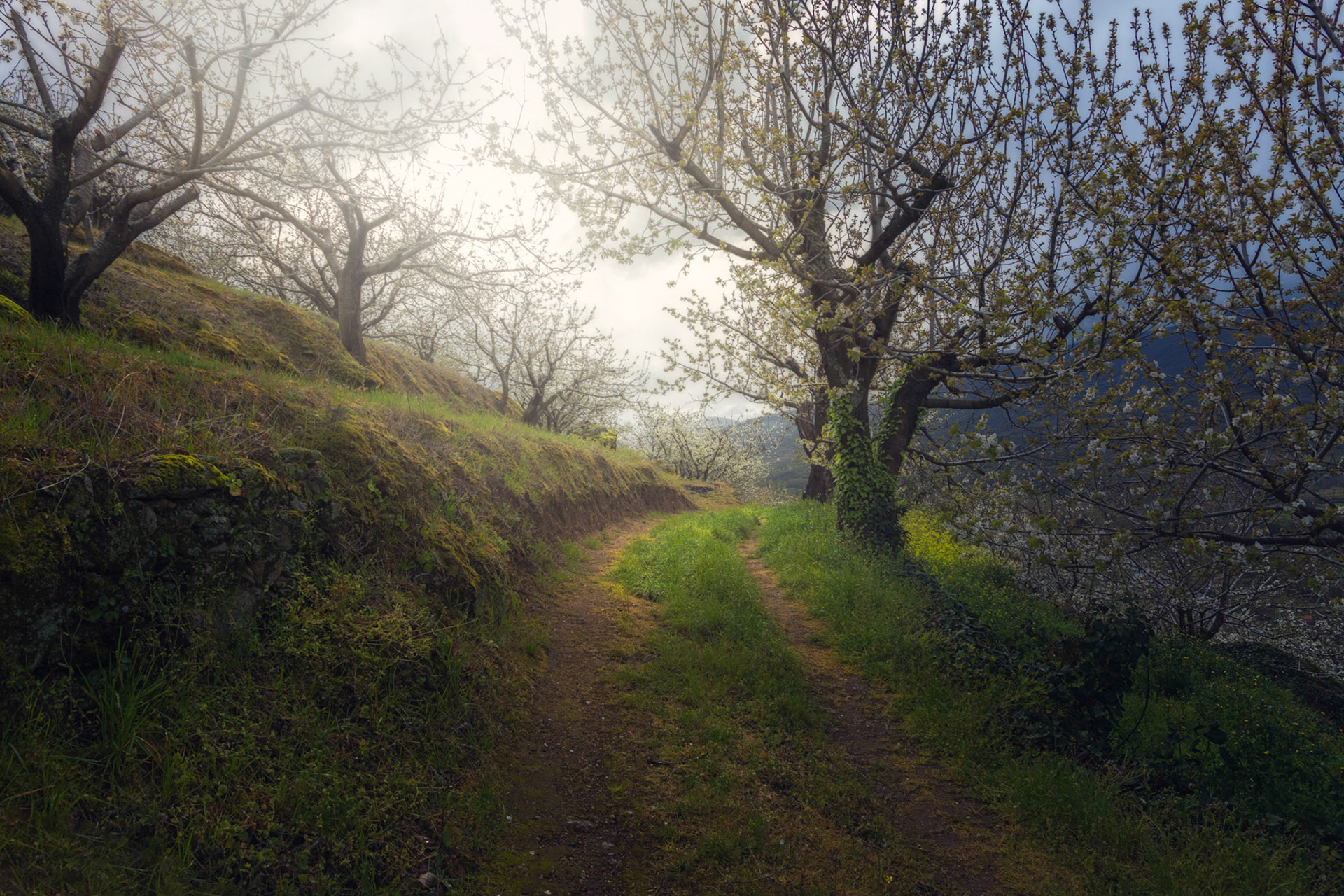 Valdastillas | Valle del Jerte | 2018