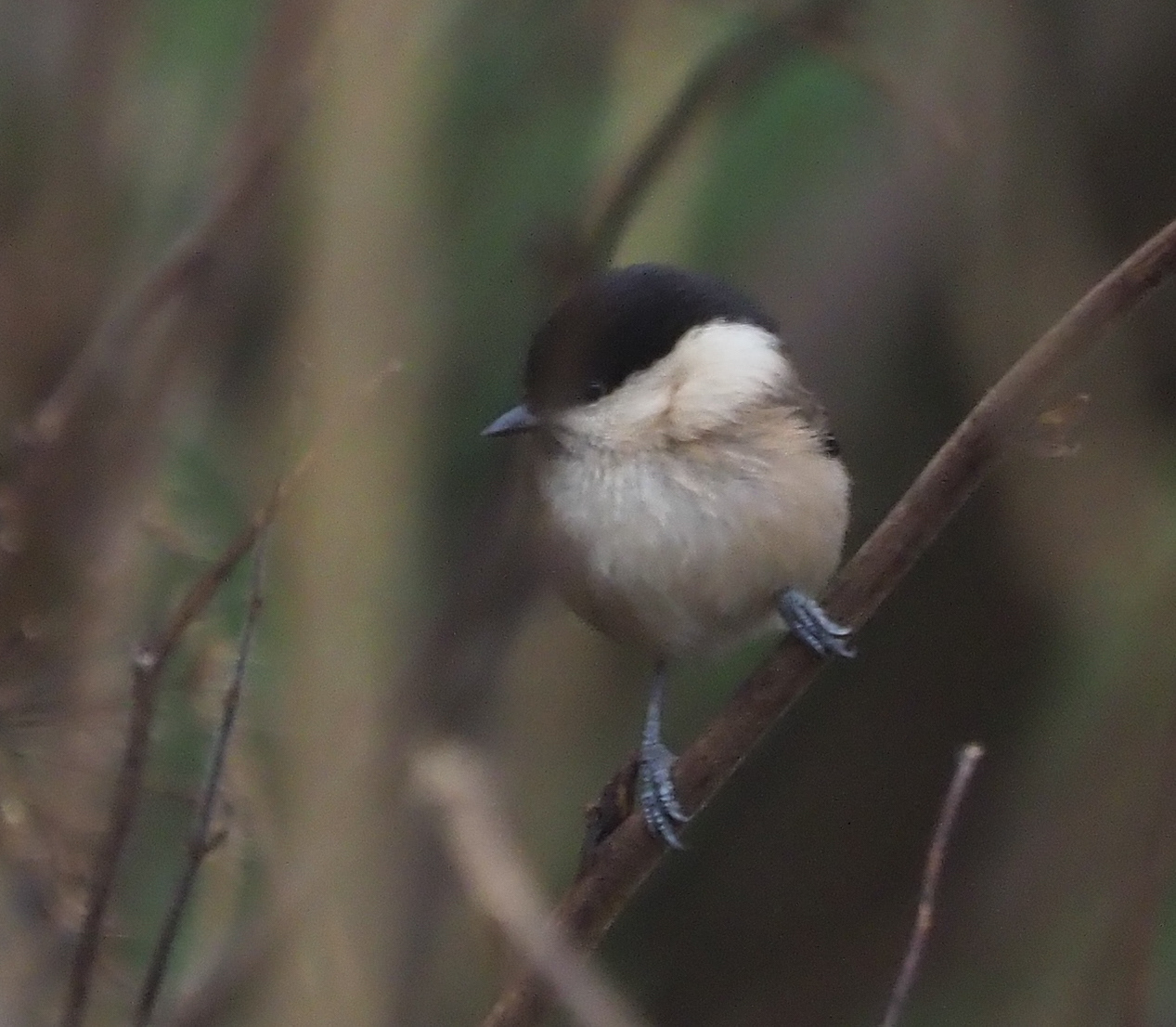 Willow Tit
