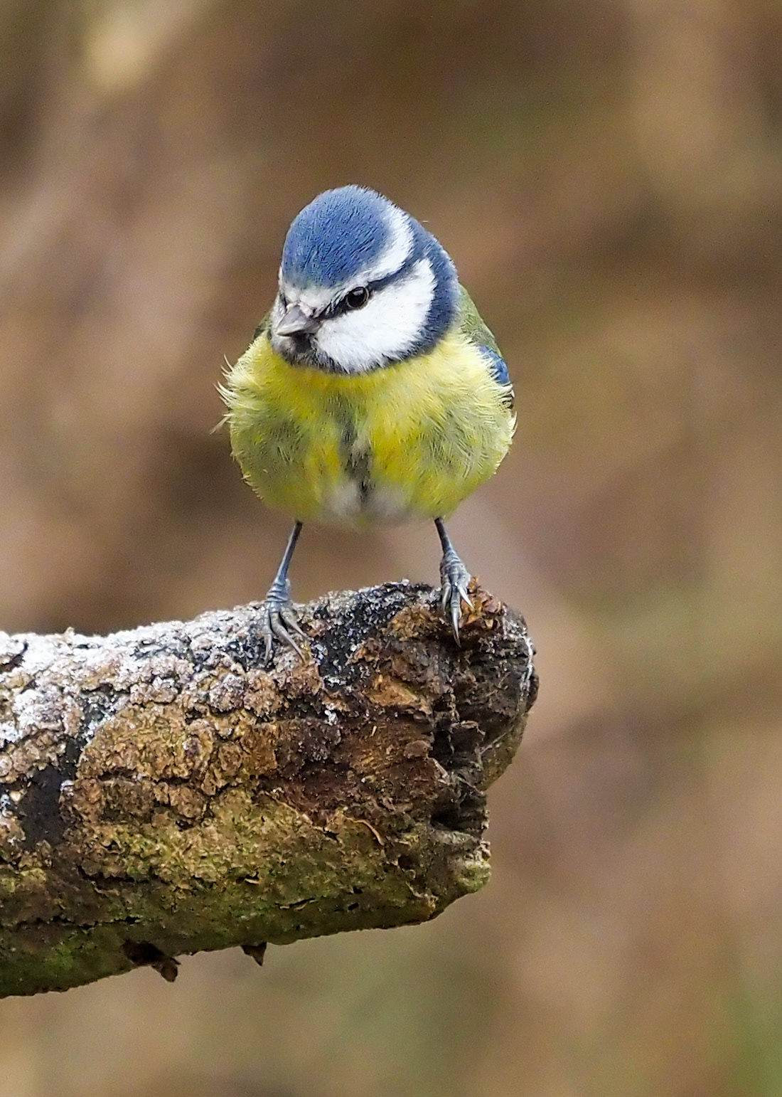 Blue Tit