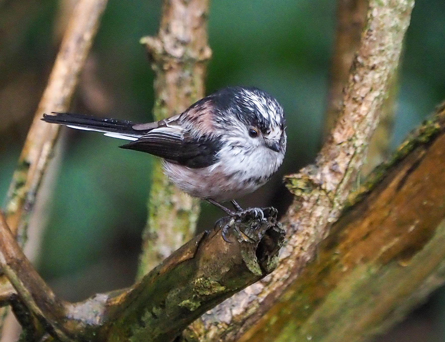 Long-tailed Tit