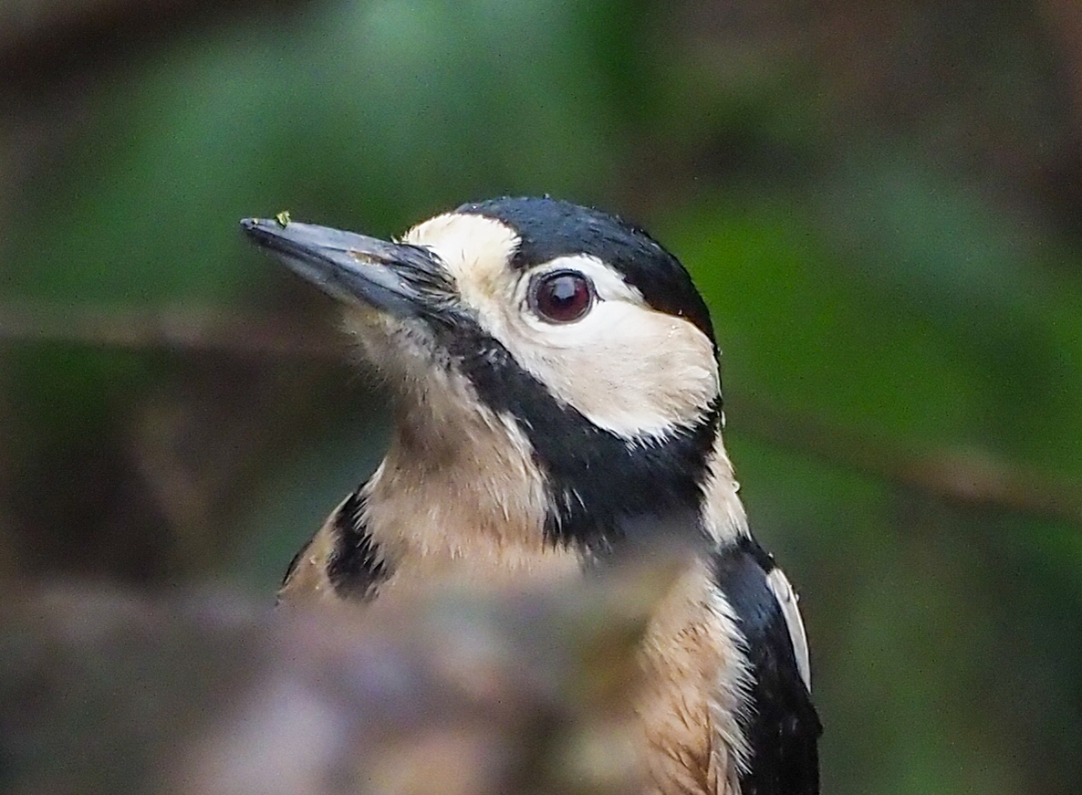 GS Woodpecker
