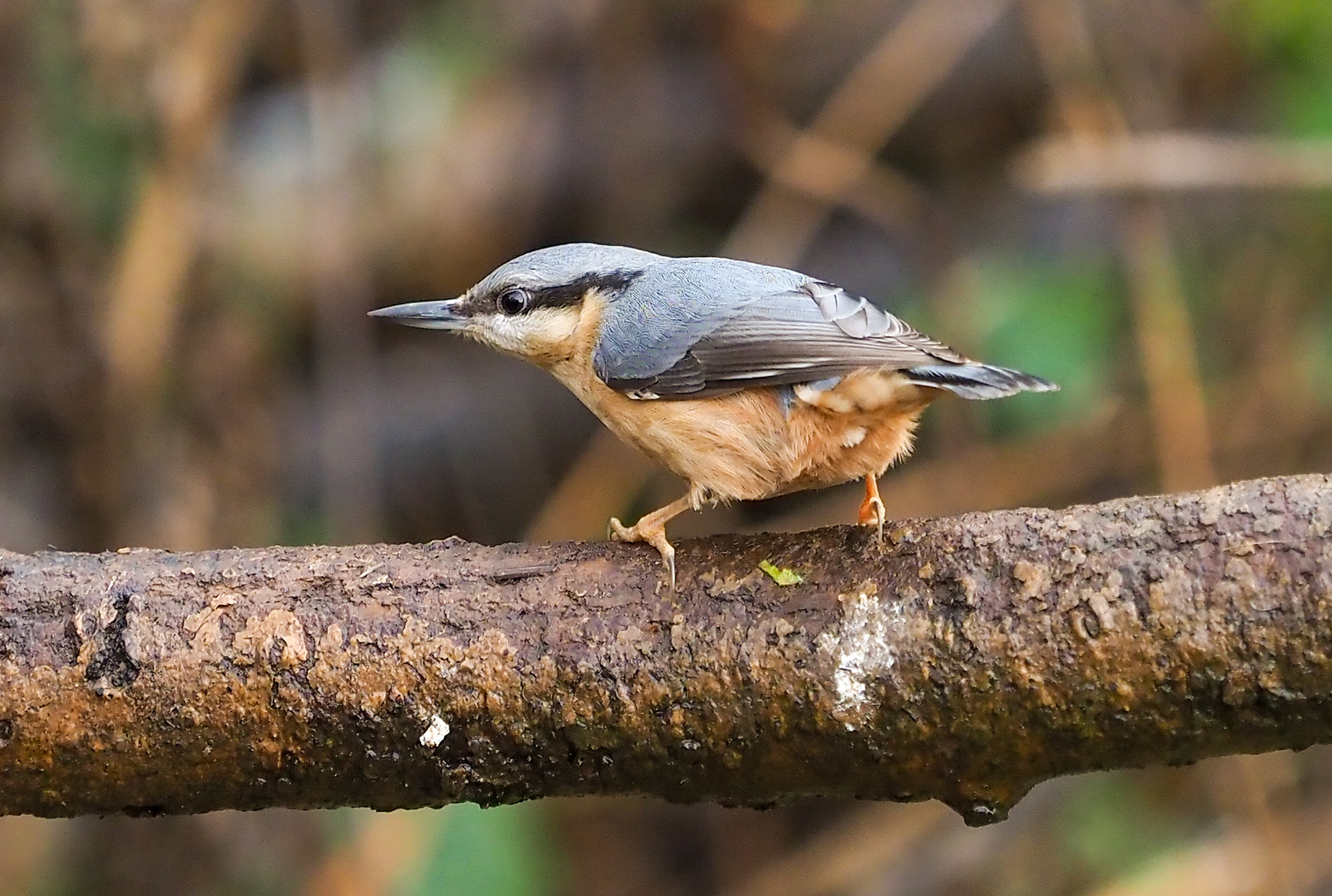 Nuthatch