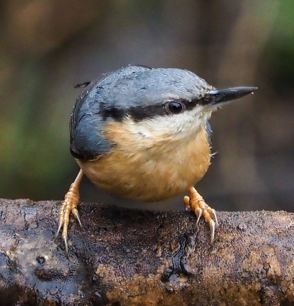 Nuthatch