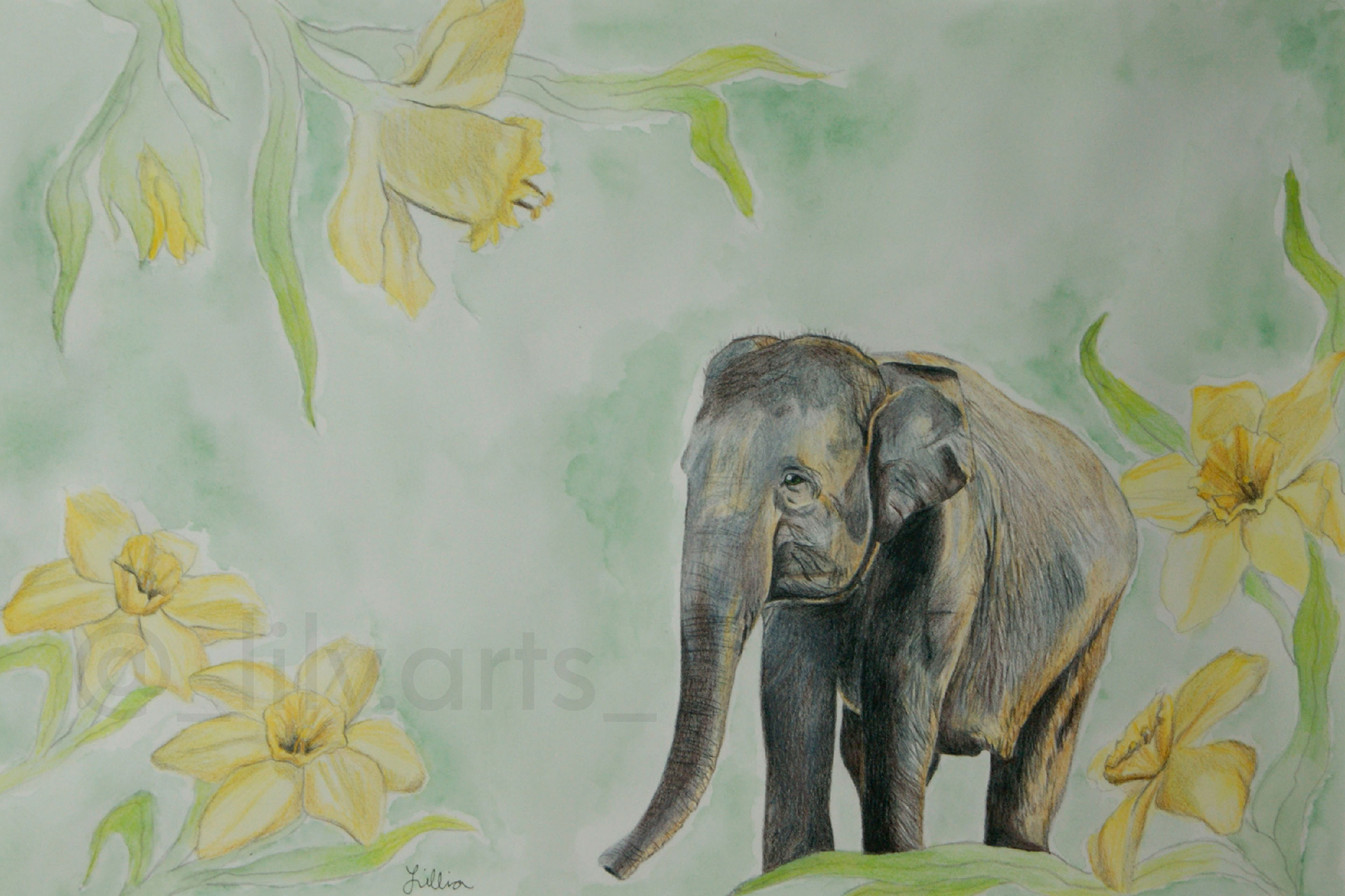 4th: sumatran elephant