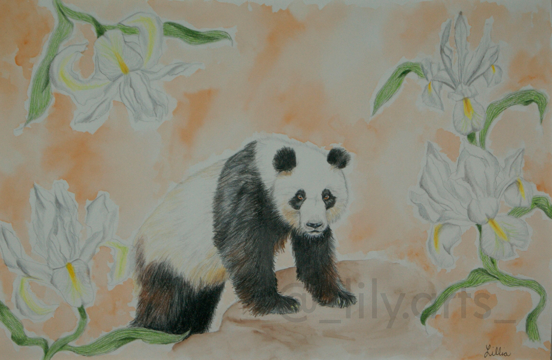 6th: the giant panda