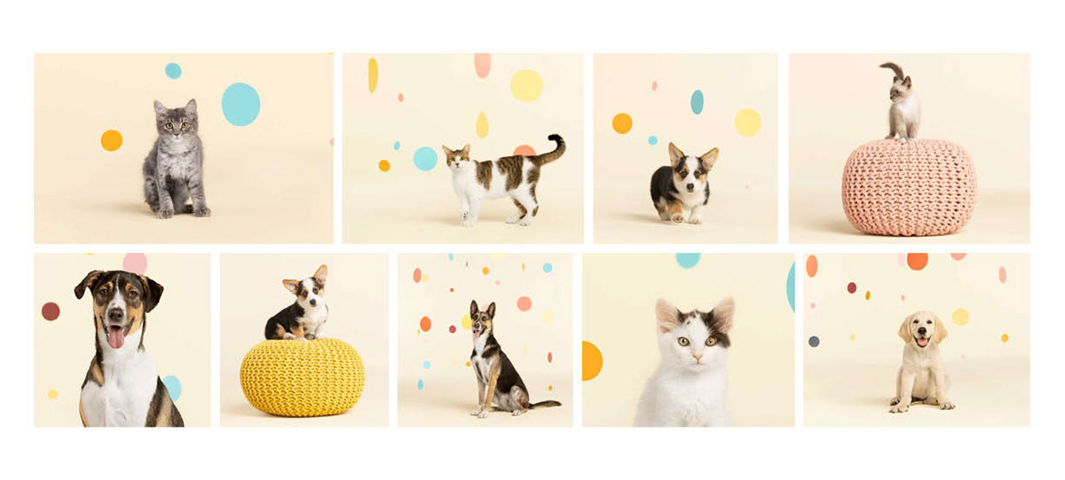 New Pet Place – project detail 3