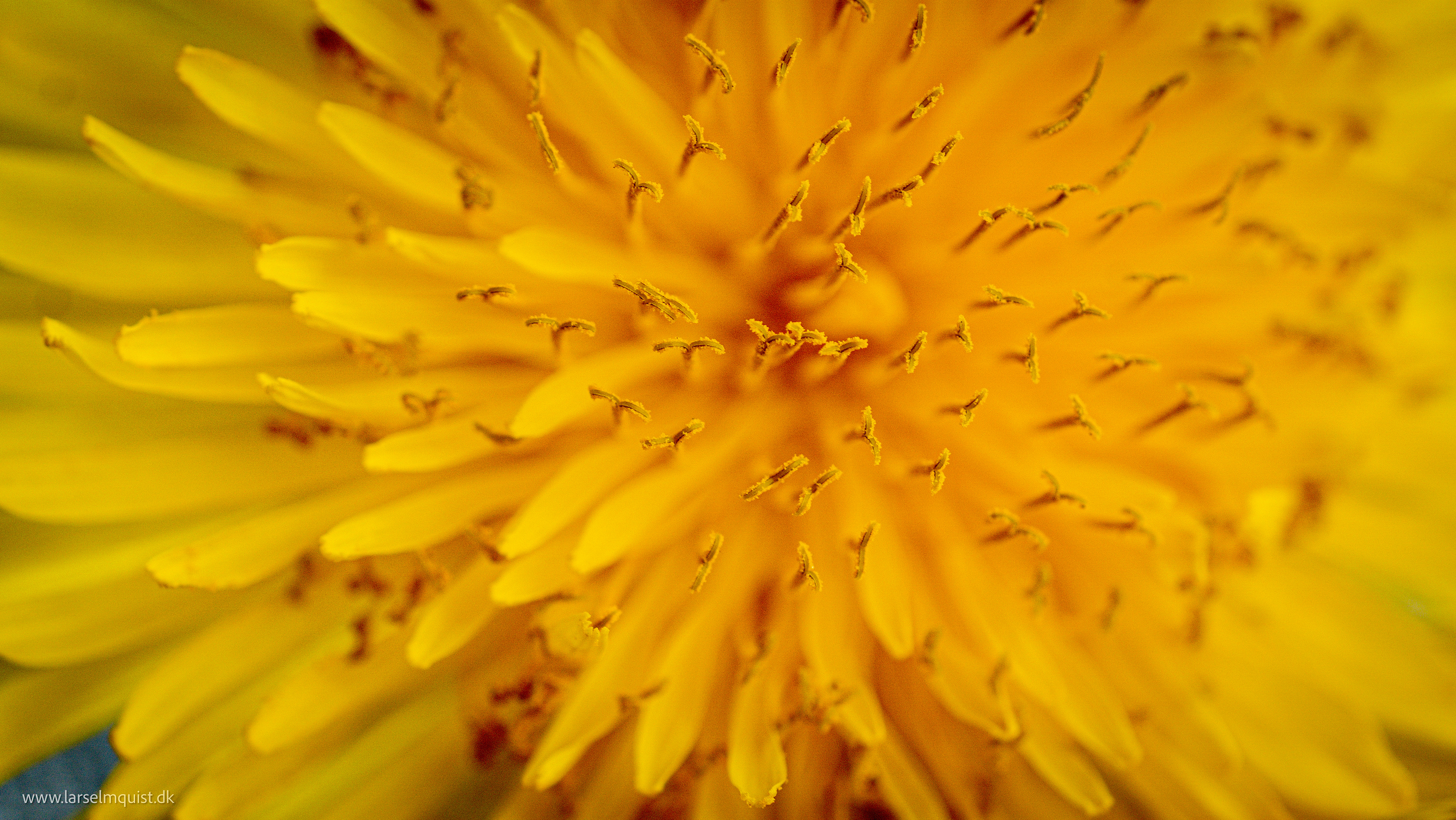 Dandelion
