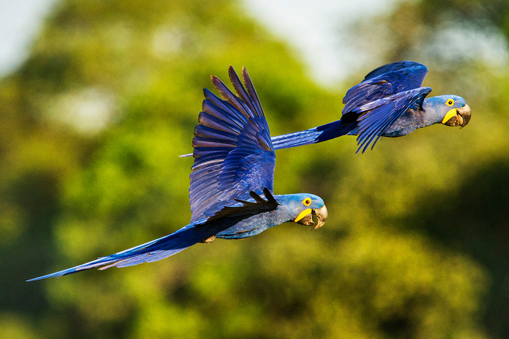 Campanha para o EMBRATUR. ©NickElmoor