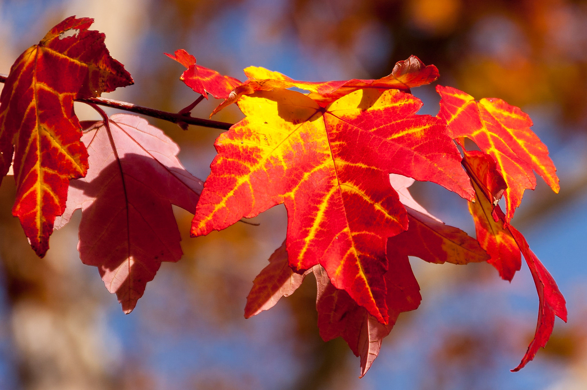 Red Maple (Acer rubrum)
