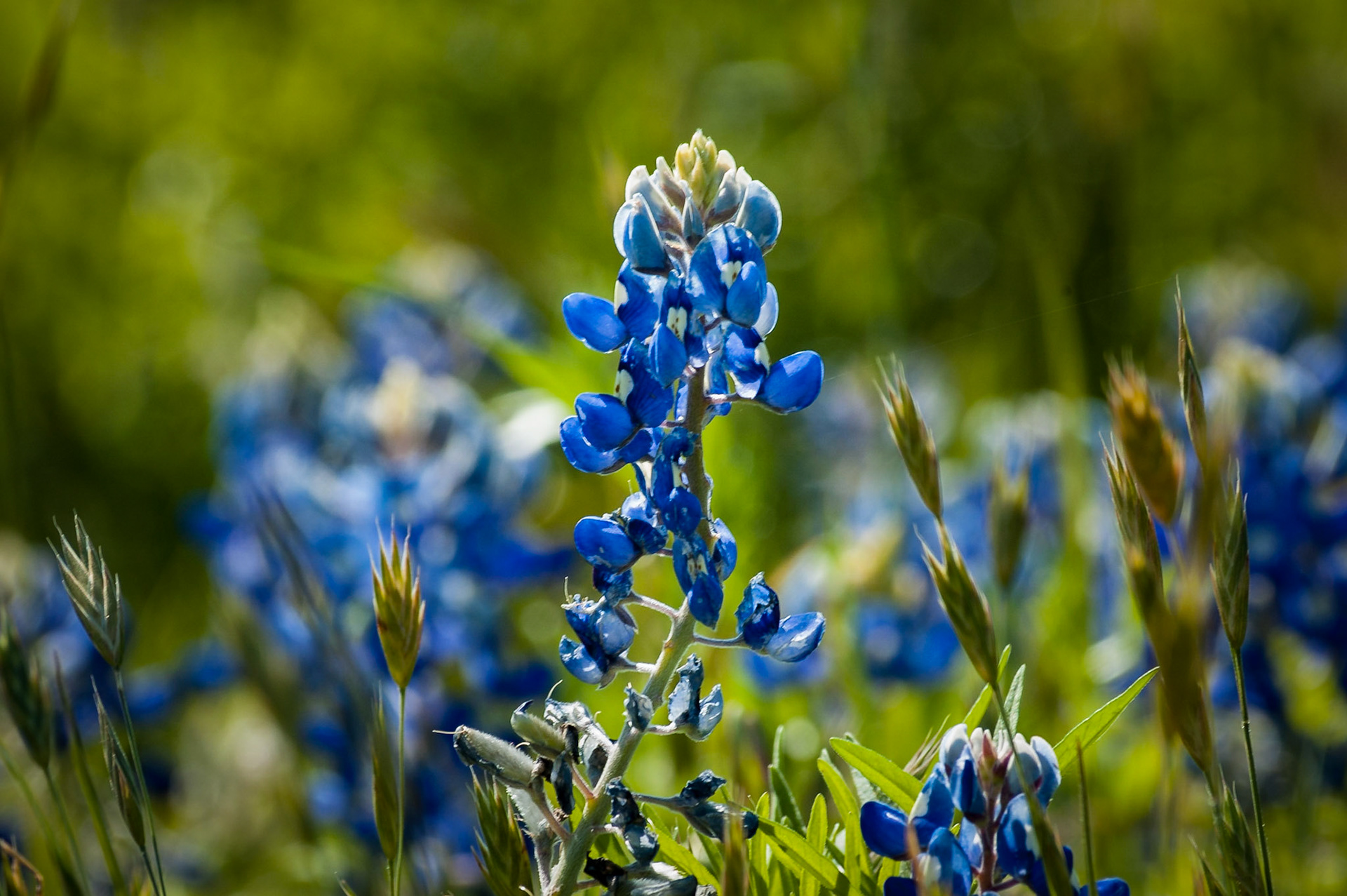 I spotted this Texas Bluebonnet (Lupinus texensis) in the pasture just west of Old Baylor Park in Independence, Texas, and liked its backlighting by the afternoon sun.Date: 25 March 2006Location: Independence, Texas, United StatesOriginal resolution: 6 MPProcessing: Processed from RAW using Adobe Photoshop Lightroom 6