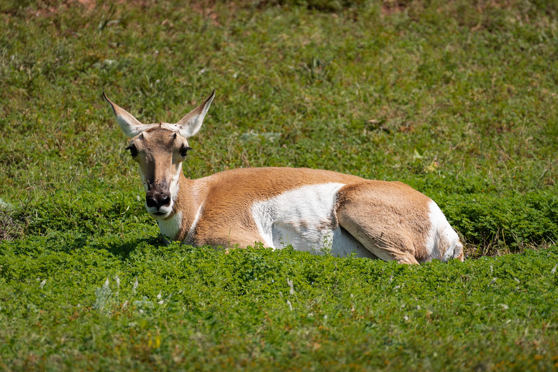 Date: 7 August 2018Location: Custer State Park, South Dakota, United StatesOriginal resolution: 20 MPProcessing: Processed from RAW using Adobe Photoshop Lightroom 6