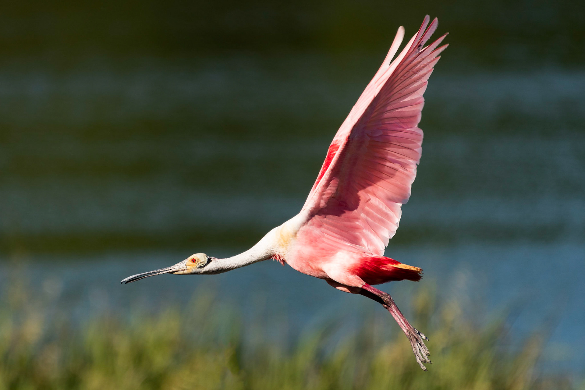 I was at the Audubon Society's Smith Woods rookery, which was alive with nesting activity in late April. I caught this roseate spoonbill in mid-flight  as it flew over the top of the rookery.Date: 23 April 2018Location: High Island, Texas, United StatesOriginal resolution: 20 MPProcessing: Processed from RAW using Adobe Photoshop Lightroom 6